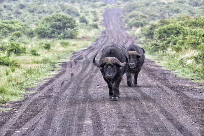 Cheetah Ridge Lodge Buffalo Nambiti Private Game Reserve